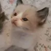 _iw.yumeow