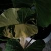 agamnatural
