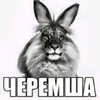 cheremsha555444