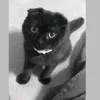 catboss82