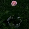 showme_flower
