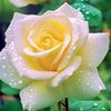 har.tono64