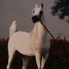 user1202419813176