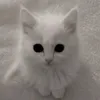 vivi_x500
