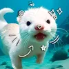 flashk.linh_k12raica