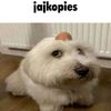 jajkopies1