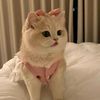 saliha.medour