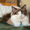 Meredith Ragdoll Cat