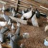 kayinafarm