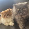 oscarandpatrickthecats