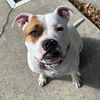 kilo_the_pittiemix