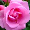 rosecantik72