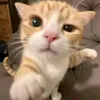 doiloz_19