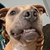 catwithscoobysnack