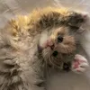 quokka51211