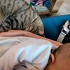 miniminois