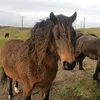 ponies_on_top19