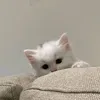 _mkaeda