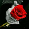 mubashir44554