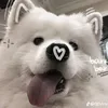quynf_chuchee