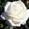 rosa.white91