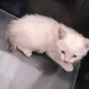 zylon_jaz