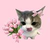 afz_sifa443