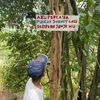dafa_aqbar33