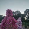 plantsalbania