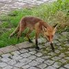 emelyohneerdbeere