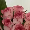 rx..66