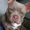 hellaamericanbully