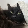 __laoowarsshdhle