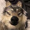 timberswolf