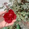 mayrale_4