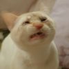 Bobo Cat 💭 ฅ^•ﻌ•^ฅ🧿