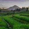 etimansur