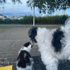 justpetthings