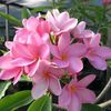 priyantha.kumara65