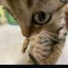 sellyjdqr02