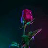 nasim9348