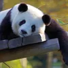 panda339966