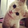 mialinse_