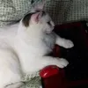 wezwaij2