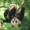 pandareview2011
