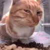 gialinh_0710