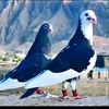 amirarif786