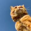funnycattiktok1