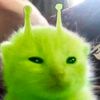 gatos.hambrientos