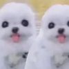 cutiepatootiesalma